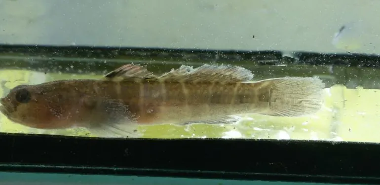 Monitoring ecologische ontwikkeling Nassauhaven en Persoonshaven