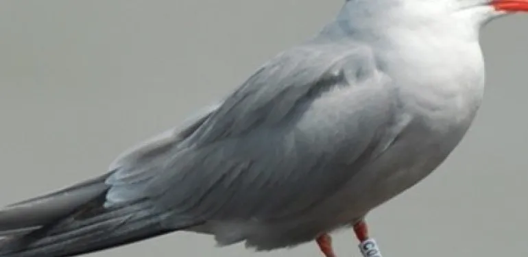 Passende Beoordeling Kwelderlandschap Marconi Buitendijks