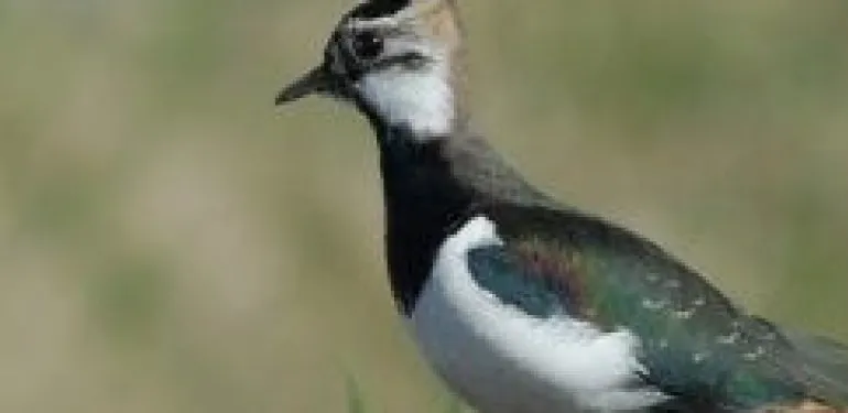 Subsidieaanvraag POP3 niet-productieve investeringen Drenthe