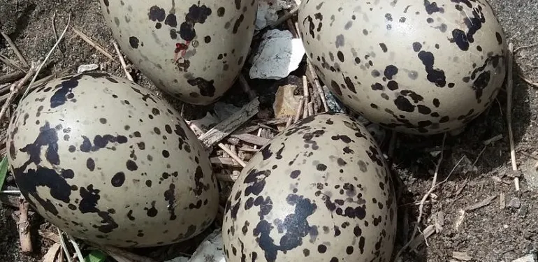 Ecologische begeleiding bouw Windpark Krammer