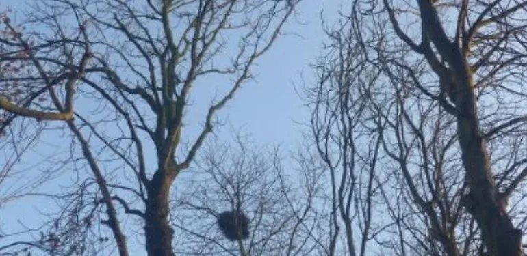 Quickscan voor kap van zieke kastanjebomen