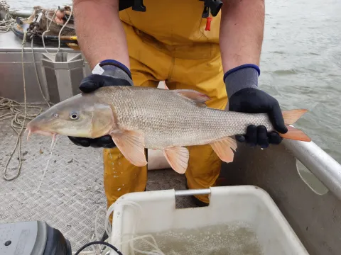 Diverse vissen zijn voorzien van een akoestische zender. 