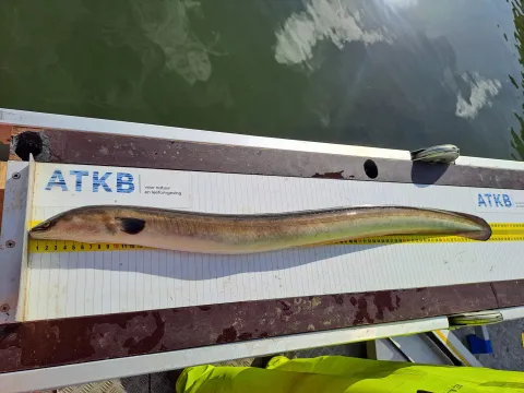 Schieraal op de meetplank.