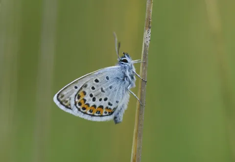Verantwoord zaaien, beheren en monitoren ten behoeve van insecten