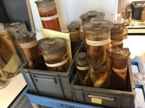 Uitgestorven Noordzeehouting blijkt springlevend