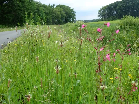 Maaien en afvoeren, ecologisch bermbeheer?