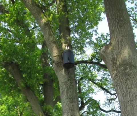 Hebben vleermuizen en vogels last van festivals?