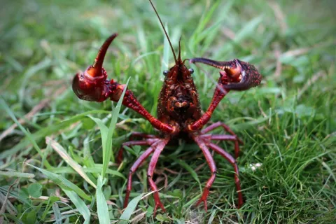 De kreeftentoolbox van ATKB