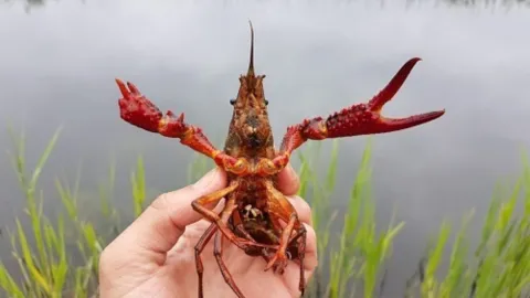 Kreeftenonderzoek in Ede