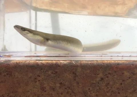 Nieuwe Beleidsregel watergunningverlening waterkrachtcentrales van kracht