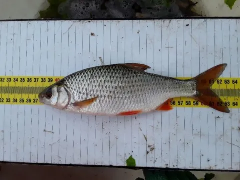 Ecotoxicologisch onderzoek: Vissen verzamelen voor chemische monitoring biota