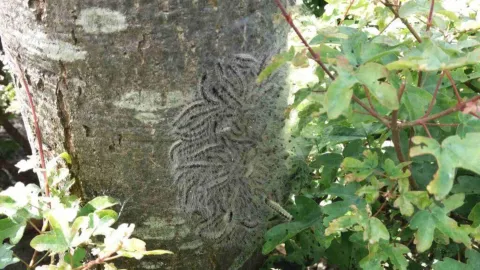 Gemeente Leeuwarden maakt werk van natuurlijke beheersing eikenprocessierups