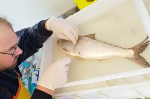 Onderzoekers volgen zeldzame vis met geluidszender