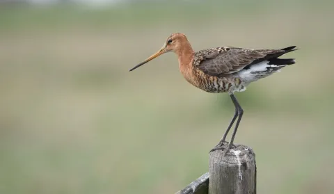grutto op een paaltje