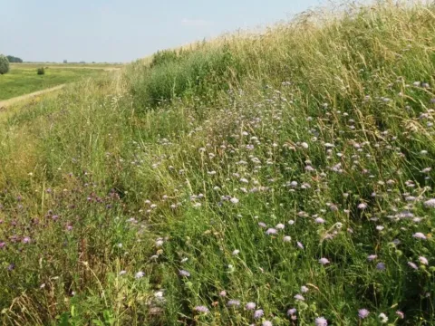 Collega Douwe Schut te horen op Radio 1 bij Vroege Vogels over de Knautiabij