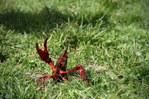 Doorgronders helpen met onderzoek naar overlast door Amerikaanse rivierkreeften