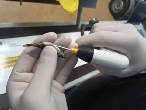 Beter inzicht in migratiegedrag van kleine vissoorten