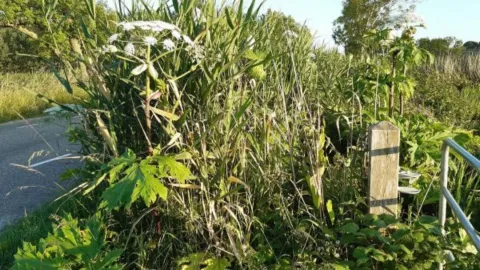 Invasieve exoten; een plaag voor onze natuur