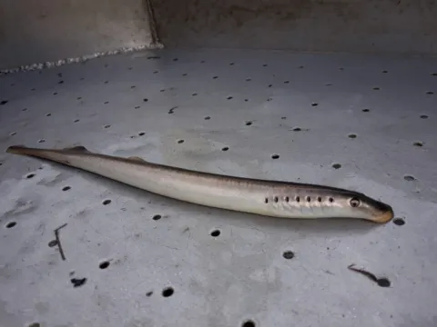 Gezenderde rivierprikken op reis naar goede paaigronden