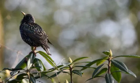 Soortenmanagementplan scheelt tijd bij renovatie- en bouwprojecten