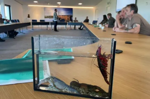 Unieke samenwerking voor rivierkreeftmonitoring in Friesland