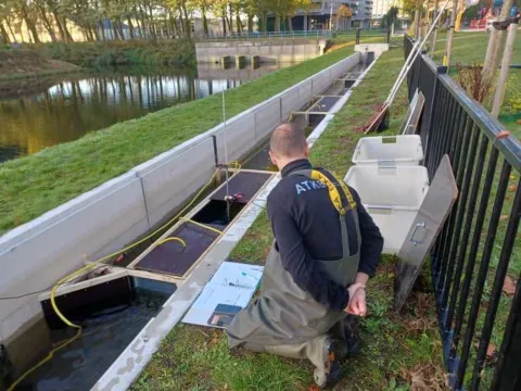 Onderzoek naar stress bij vissen samen met universiteiten van Delft, Michigan en Toscane