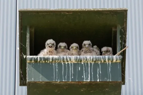 Torenvalken broeden bij distributiecentrum, dankzij BREEAM