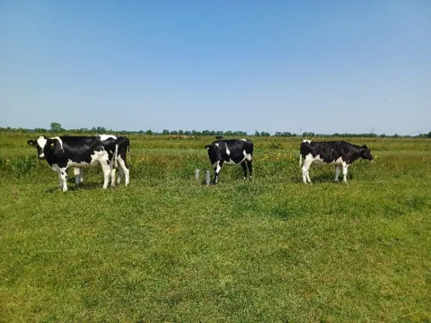 Wat doet verhogen van het waterpeil met oevers, vegetatie en grondwaterstand in een veenweidegebied?
