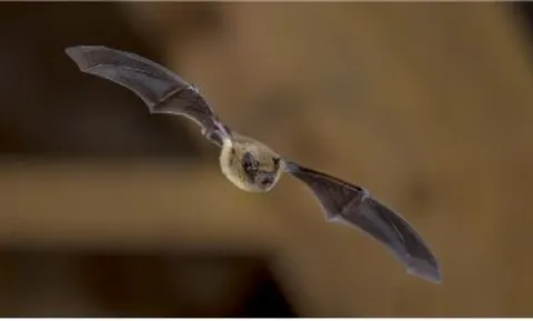 Vleermuizen in het riool: Collega Rienk bij Vroege Vogels