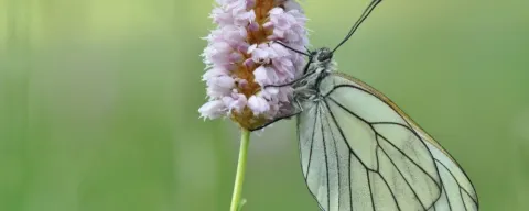 Goedkoper en misschien wel mooier dan een kunstwerk? Een bonte berm