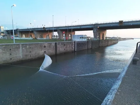 Groot vismigratieonderzoek bij de Volkeraksluizen