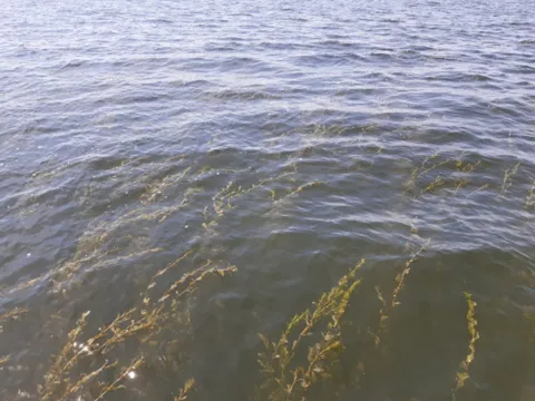 Onderzoek naar water- en oeverplanten in het Markermeer en zuidelijke randmeren