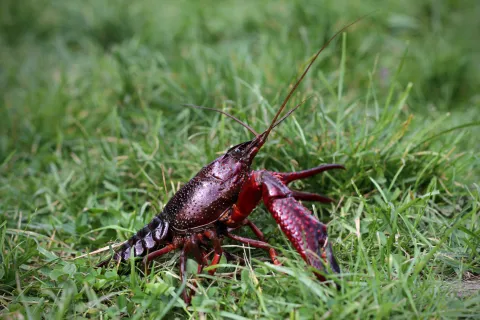 Rode amerikaanse rivierkreeft