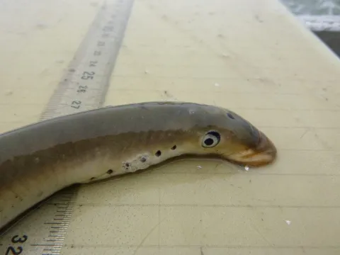 Keienkussers op vrijersvoeten; paaimigratie van de zeeprik in Visionair