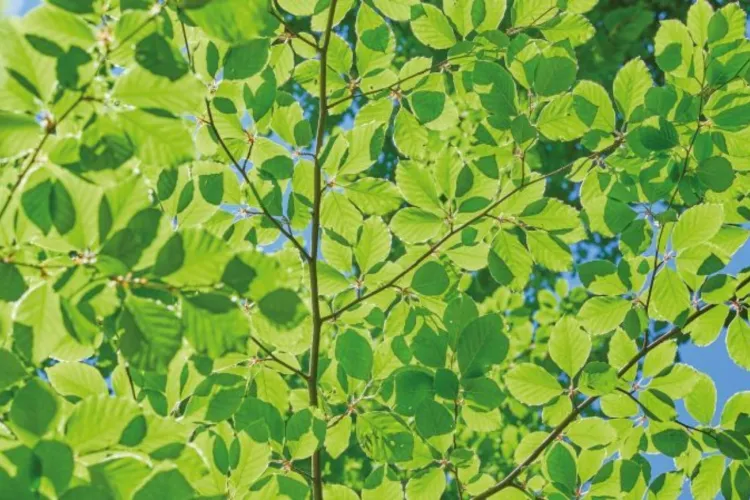 Wij zoeken collega's