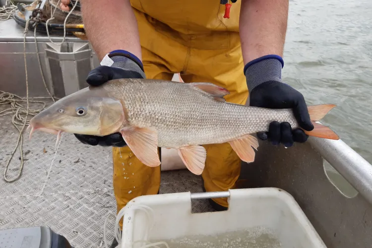 Diverse vissen zijn voorzien van een akoestische zender. 