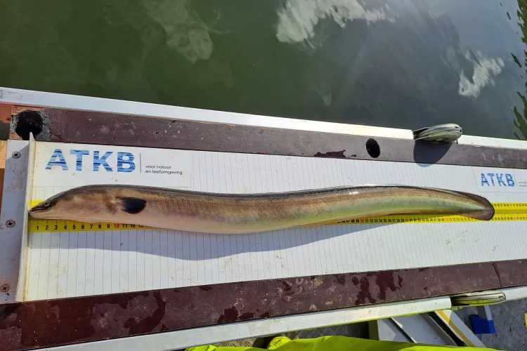 Schieraal op de meetplank.