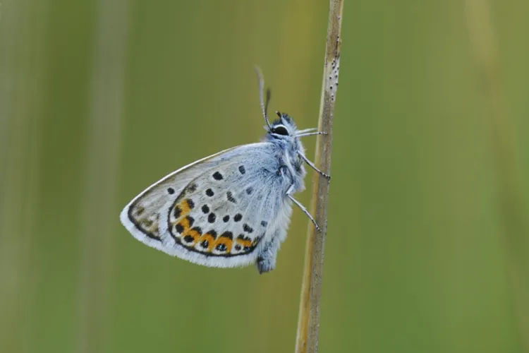 Verantwoord zaaien, beheren en monitoren ten behoeve van insecten