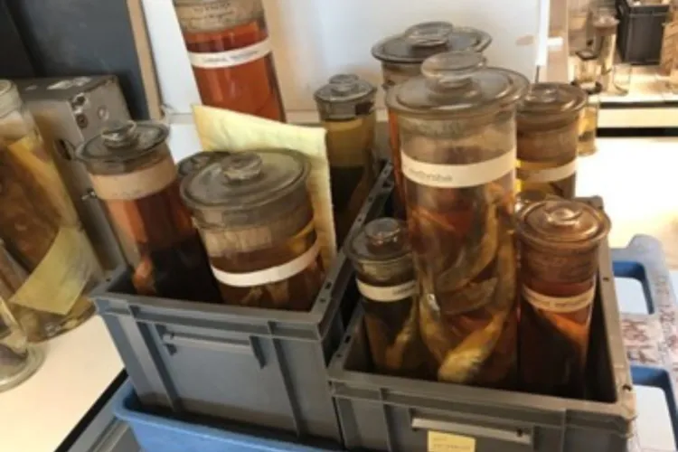 Uitgestorven Noordzeehouting blijkt springlevend