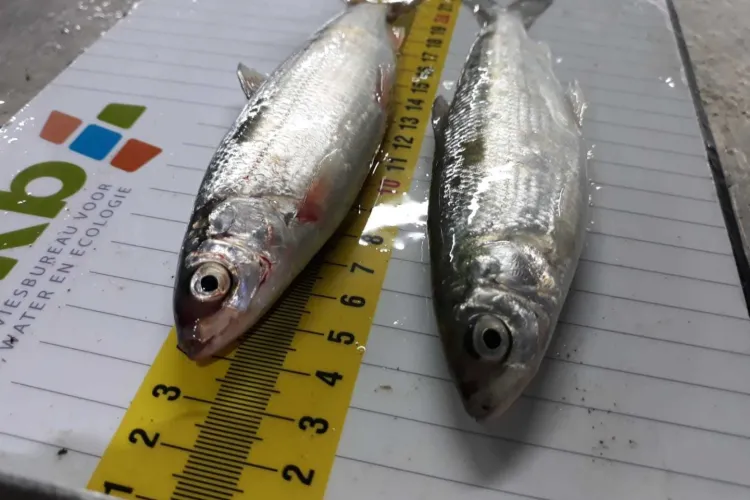 ATKB vangt weer zeldzame kleine marene's