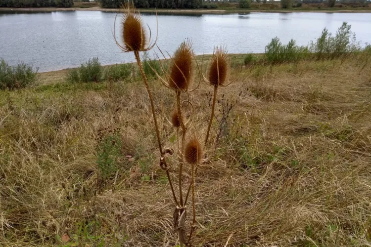 Inzicht in ecologische toestand Vonkerplas met Landschapsecologische Systeemanalyse (LESA)