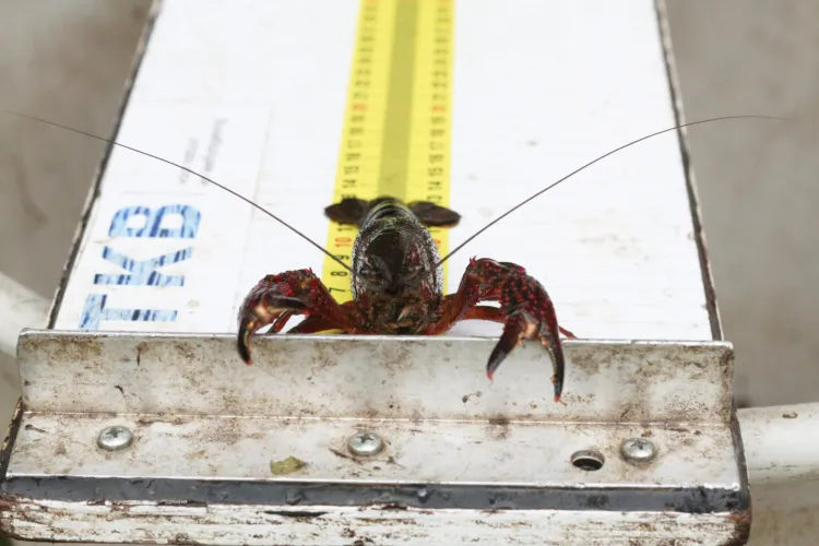 Rode Amerikaanse rivierkreeft in de Krimpenerwaard