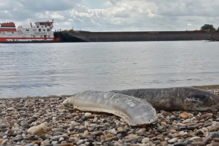 Speuren naar geknakte alen langs de Waal