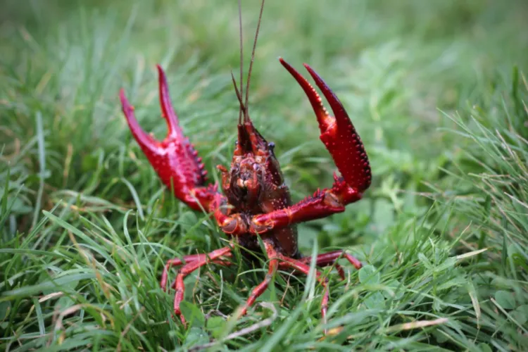 PERSBERICHT - Kreeftencollector bestrijdt efficiënt uitheemse rivierkreeften