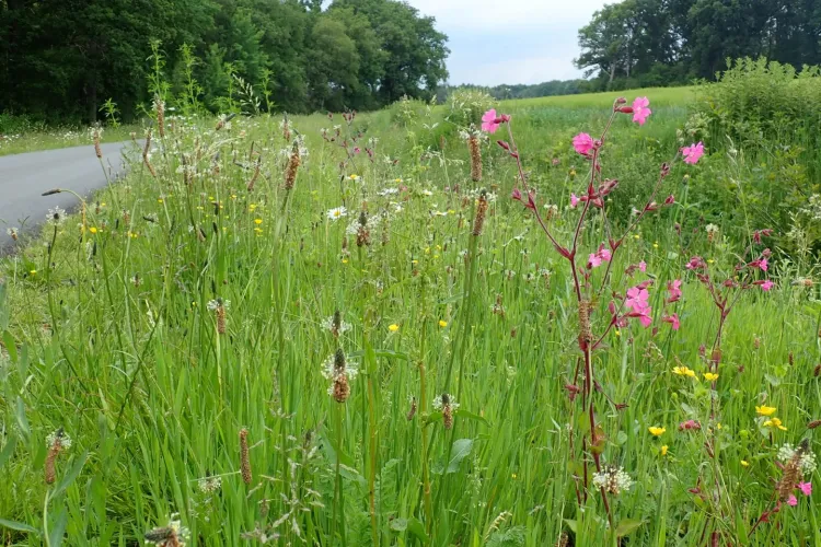 Maaien en afvoeren, ecologisch bermbeheer?