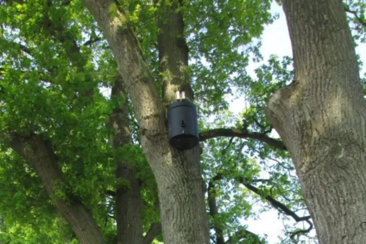 Hebben vleermuizen en vogels last van festivals?