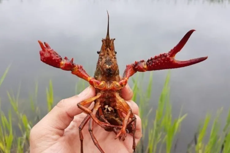 Kreeftenonderzoek in Ede
