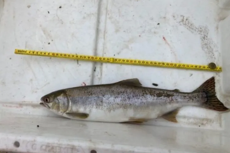 Bultrugzalm voor het eerst waargenomen in Nederland