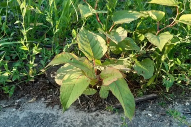 Onderzoek voorkomt ellende bij grond met duizendknoop