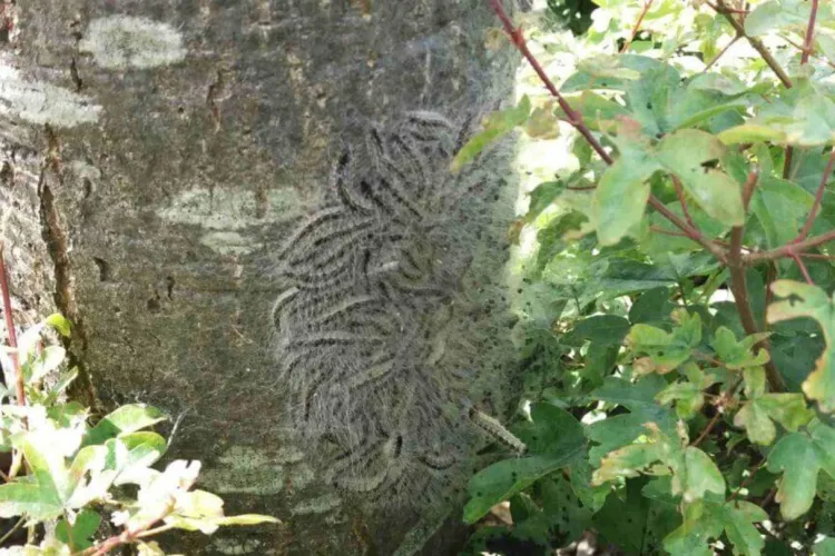 Gemeente Leeuwarden maakt werk van natuurlijke beheersing eikenprocessierups